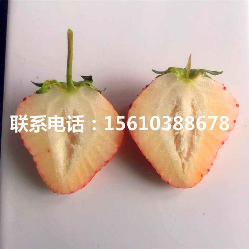 新品种红宝石草莓苗怎么种