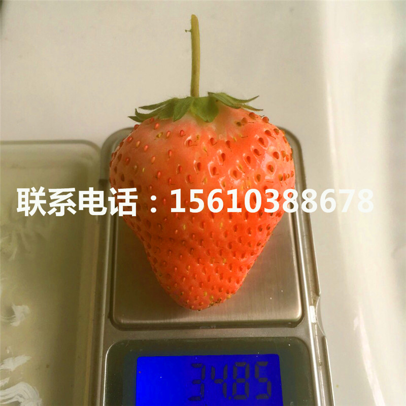 新品种钻石草莓苗价格多少