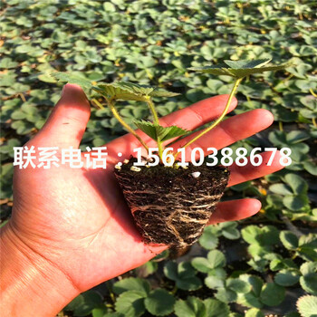 新品種晶瑤草莓苗、晶瑤草莓苗批發(fā)什么價(jià)格