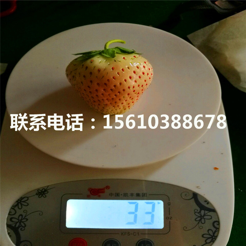 脫毒艾爾巴草莓苗多少錢