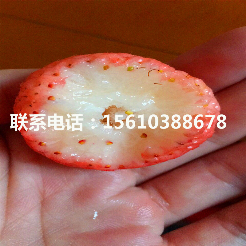 瑪雅草莓苗那種好、瑪雅草莓苗供應(yīng)價(jià)格