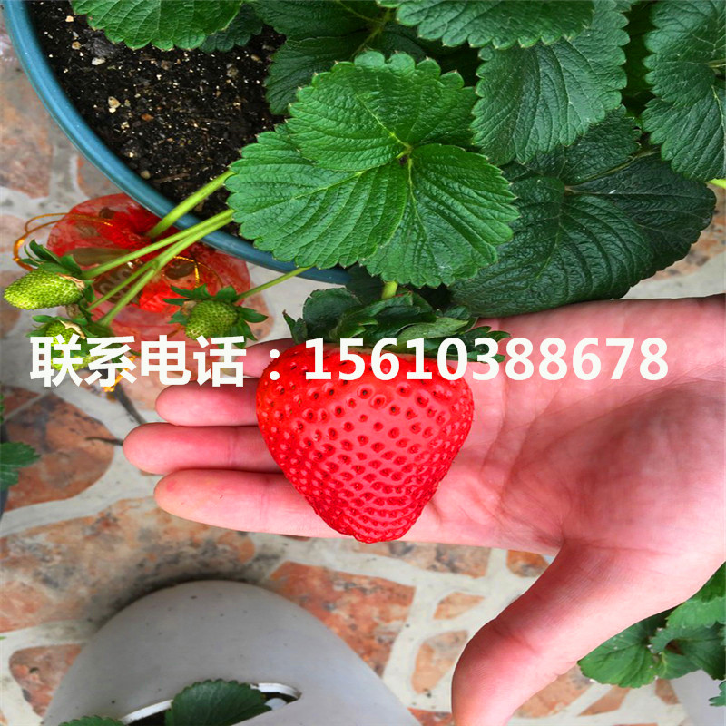 贵美人草莓苗怎么种、贵美人草莓苗什么价格