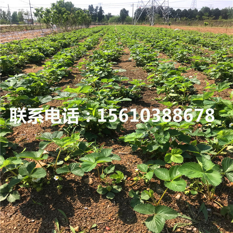 愛莎草莓苗產(chǎn)地在哪里、愛莎草莓苗圖片