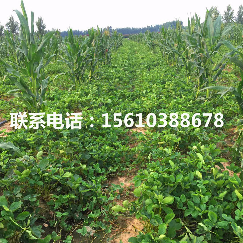 山東愛娘草莓苗多少錢