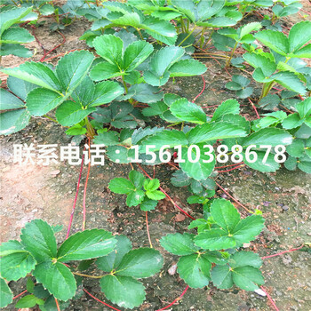 新品种女峰草莓苗一亩地产多少斤