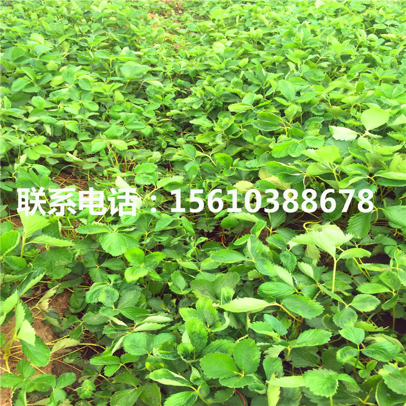 脫毒瑪雅草莓苗出售單價(jià)