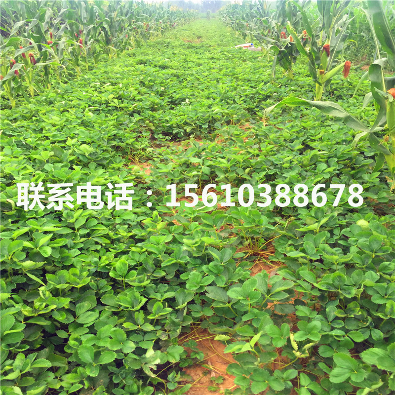 2019年紅臉頰草莓苗、紅臉頰草莓苗價格哪里便宜