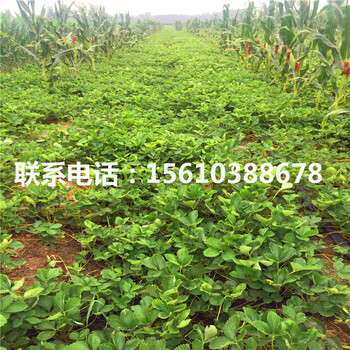京留香草莓苗那種好、京留香草莓苗批發(fā)多少錢