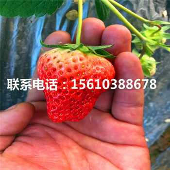 新品种红宝石草莓苗怎么种