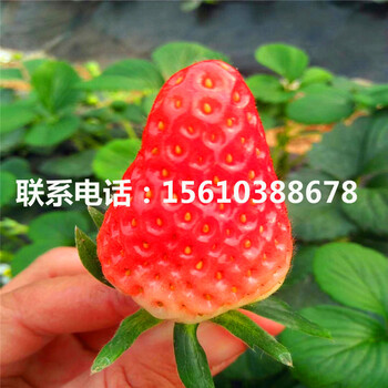 哪里有賣寧豐草莓苗、寧豐草莓苗出售價(jià)錢