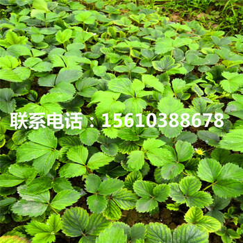 新品種寶交草莓苗批發(fā)基地