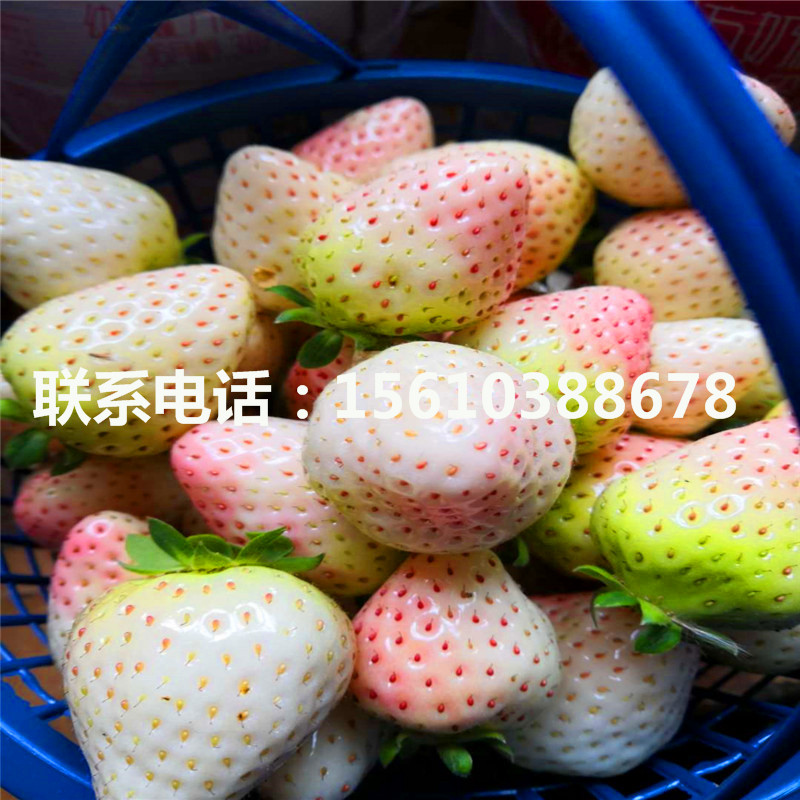 供應(yīng)越麗草莓苗、越麗草莓苗批發(fā)什么價(jià)格