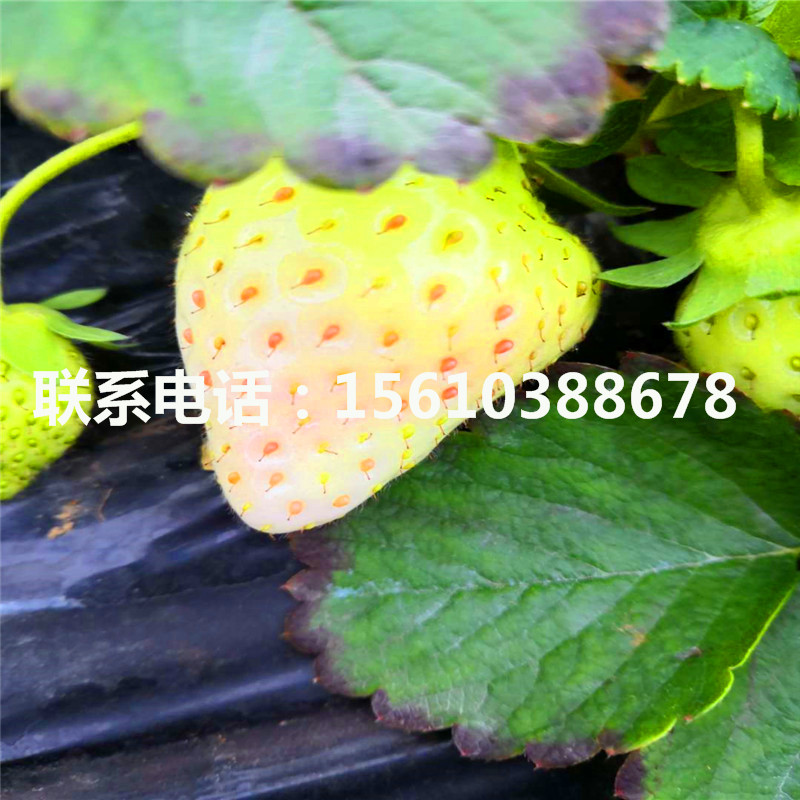 新品種鈣維他草莓苗、鈣維他草莓苗價格多少錢一棵