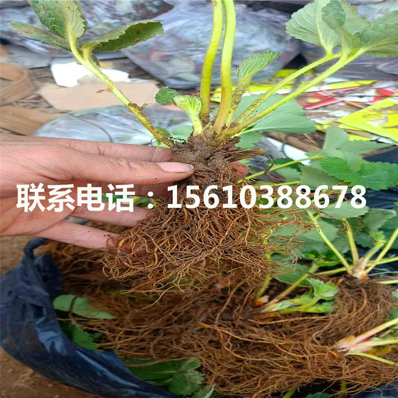 2019年圣诞红草莓苗哪里有