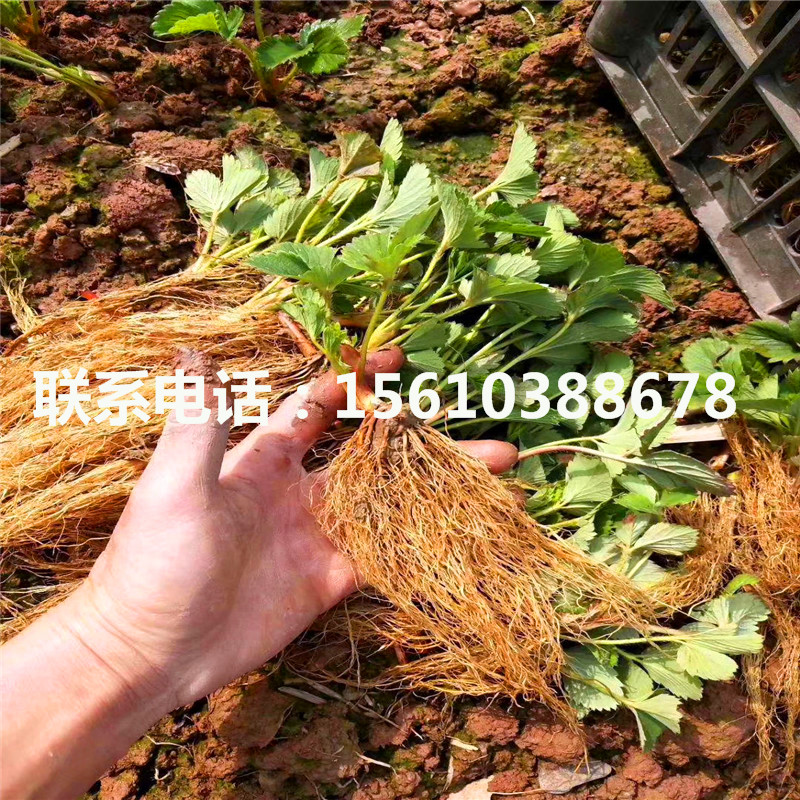 山東小白草莓苗、小白草莓苗哪里價格便宜