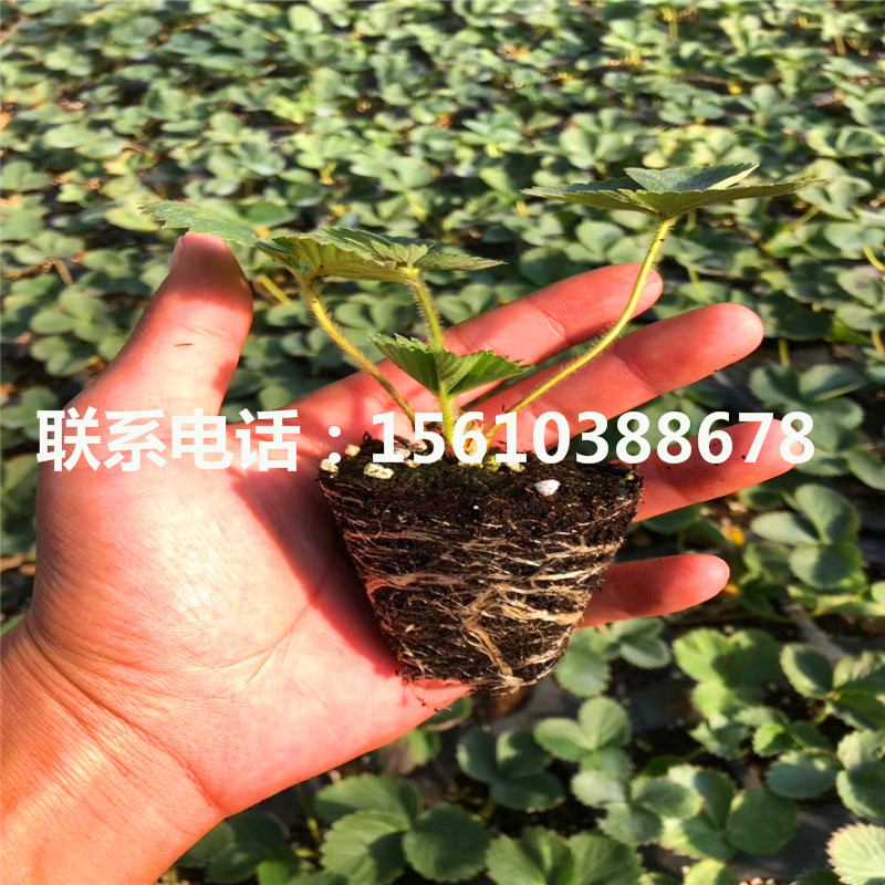 山東晶瑤草莓苗哪里出售