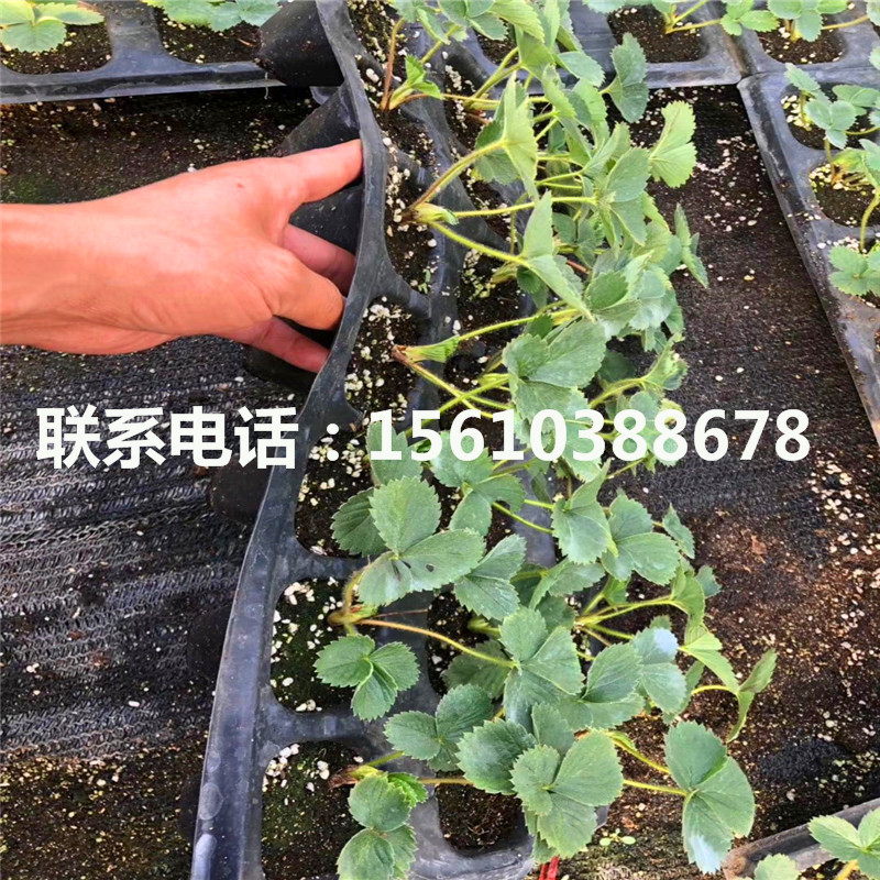 紅玉草莓苗哪里有賣、紅玉草莓苗供應(yīng)商