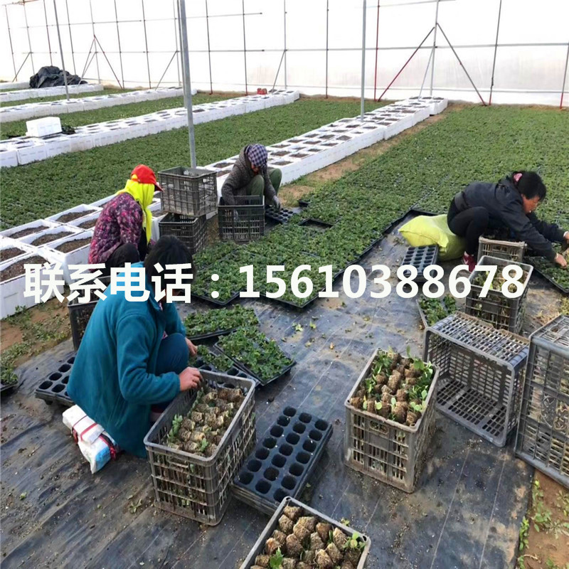 哪里有美十三草莓苗、美十三草莓苗出售基地