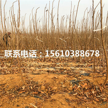 新品種櫻桃小苗、櫻桃小苗種植技術(shù)
