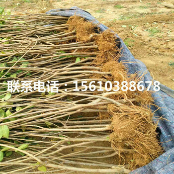 求購櫻桃小苗、櫻桃小苗價格