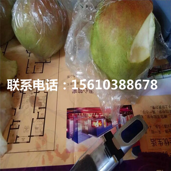 梨樹苗、梨樹苗行情