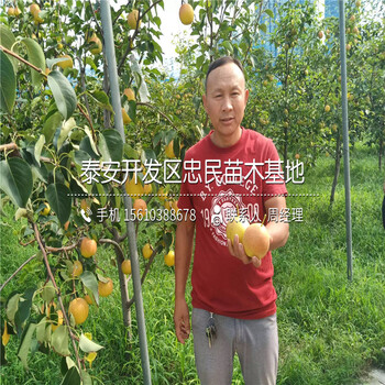新品種豐水梨樹苗、豐水梨樹苗圖片