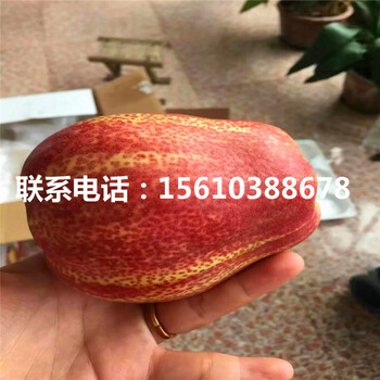 嫁接9公分梨樹苗、9公分梨樹苗出售價格