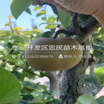 2019年全紅梨樹(shù)苗價(jià)格、新品種全紅梨樹(shù)苗批發(fā)