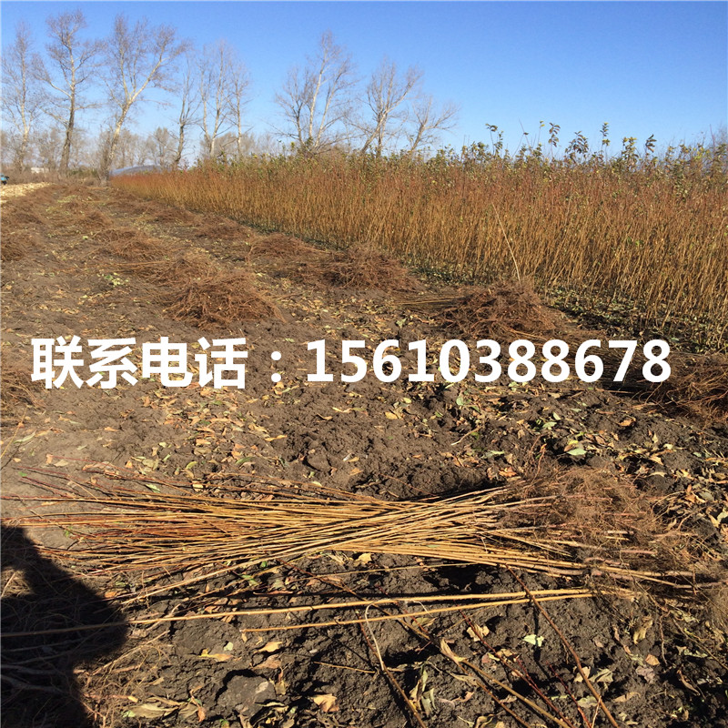 2019年黑李樹苗價錢低