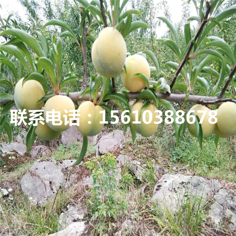 味帝李子苗品種介紹