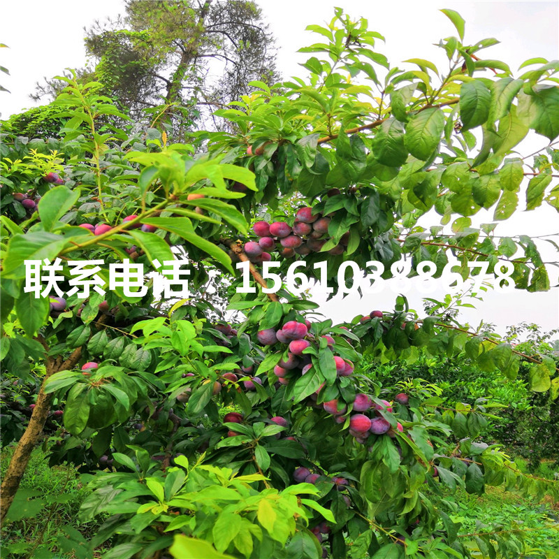 青脆李子苗怎么種