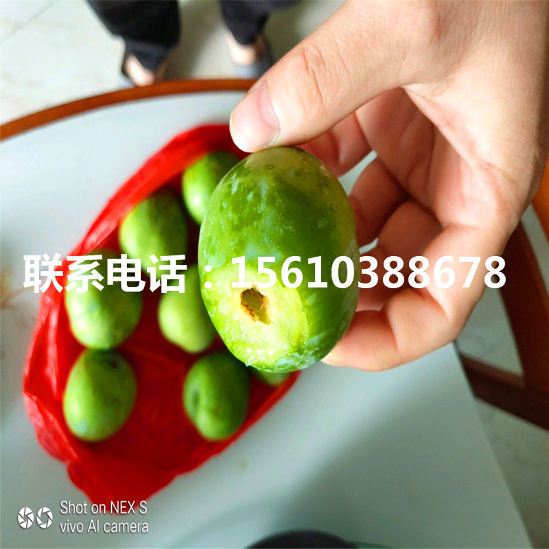 青脆李子苗怎么種