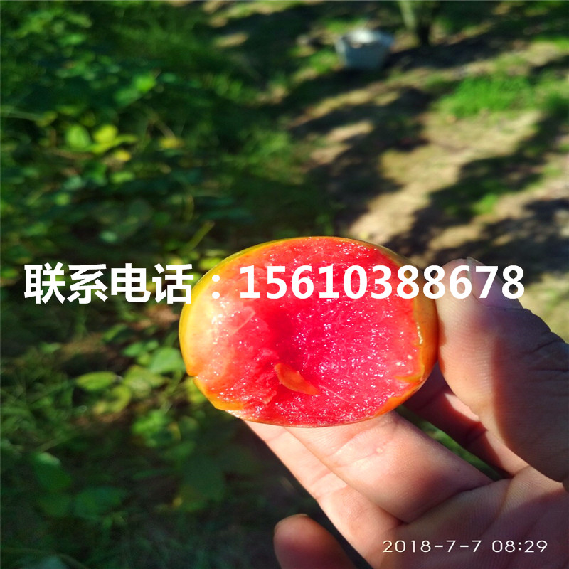 味帝李子苗種植基地、味帝李子苗栽培技術(shù)
