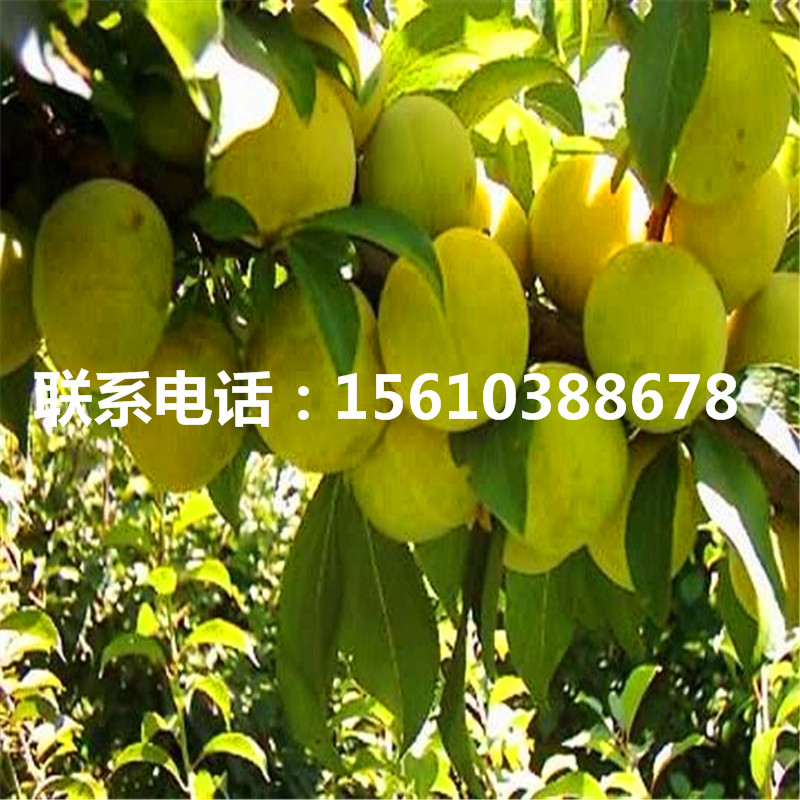 國峰7號(hào)李子苗出售基地