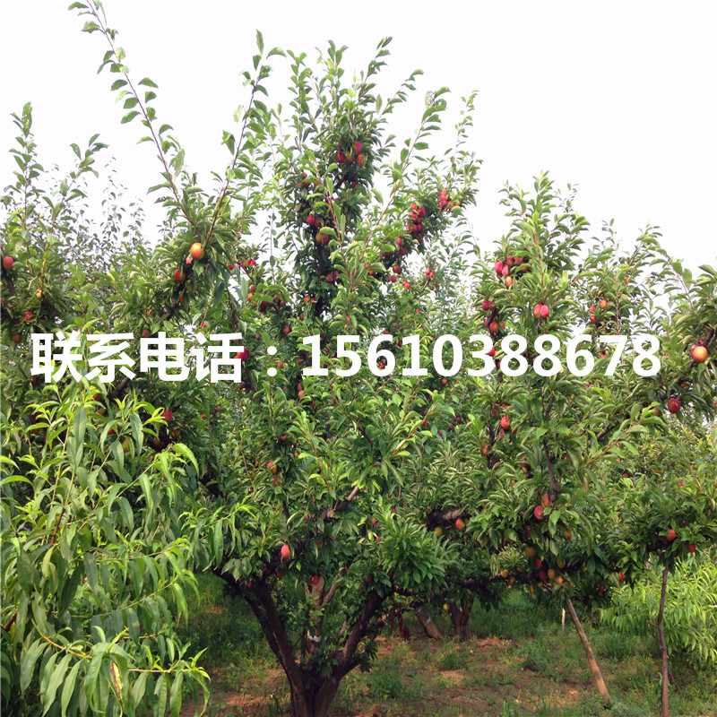 大紅袍李子苗多少錢一棵、大紅袍李子苗價格