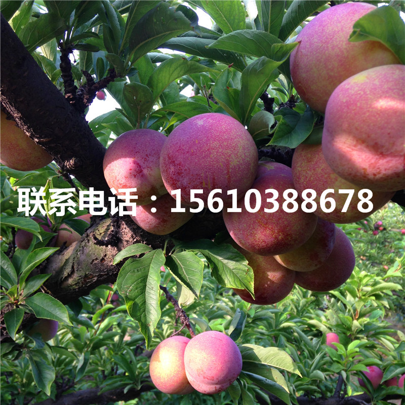 黃金奈李樹苗哪里有賣