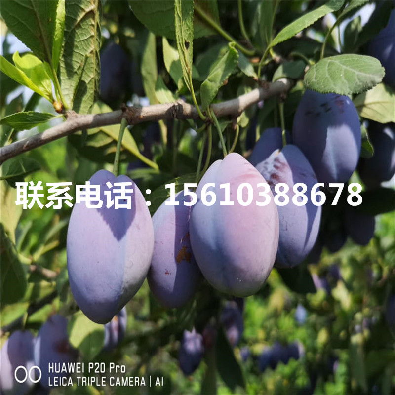 味帝李子苗品種介紹