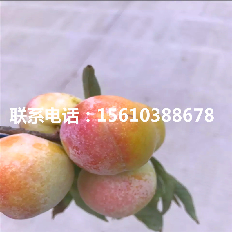 黑琥珀李子苗品種介紹、黑琥珀李子苗批發(fā)價(jià)格是多少