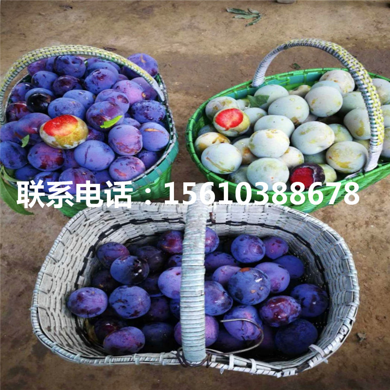 風(fēng)味皇后李子苗出售基地、風(fēng)味皇后李子苗批發(fā)