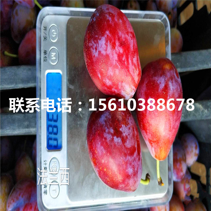 新品種李子苗每日報價