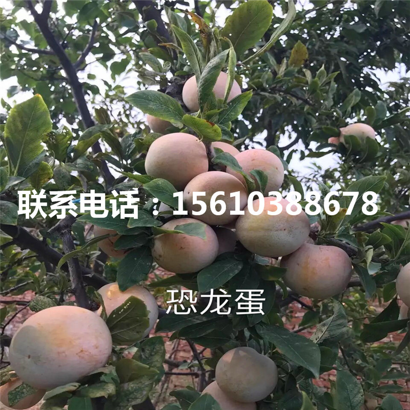 2019年嫁接李子苗多少錢(qián)一棵、嫁接李子苗價(jià)格