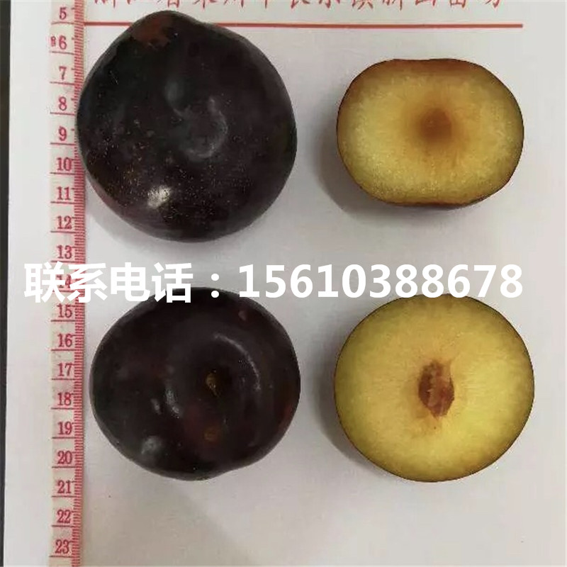 美國黑李樹苗圖片、美國黑李樹苗什么價格