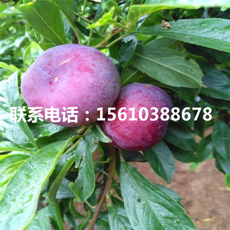 山東秋姬李子苗、秋姬李子苗基地