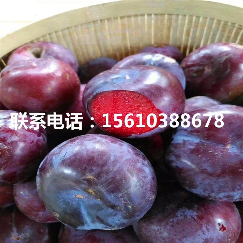 恐龍蛋李子苗品種介紹