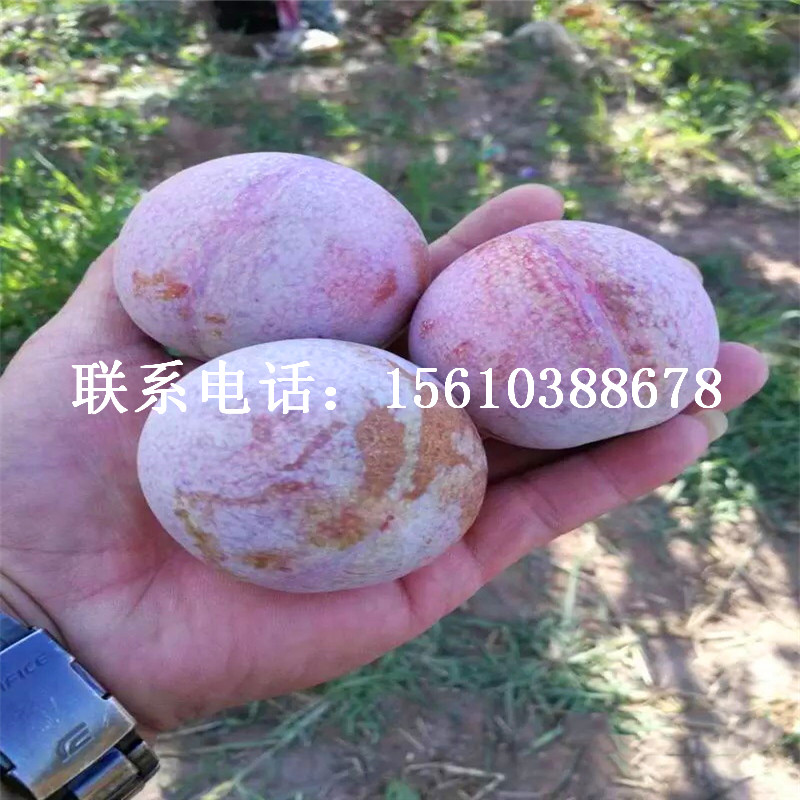 味馨李子苗多少錢、味馨李子苗多少錢一株