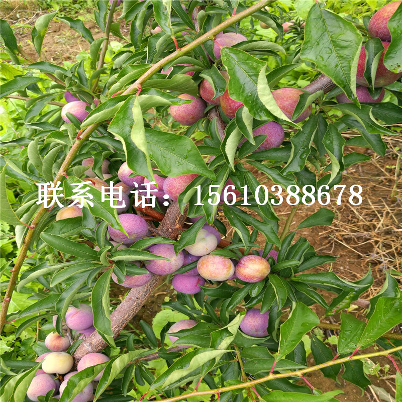 2019年紅心李子苗價(jià)格及報(bào)價(jià)