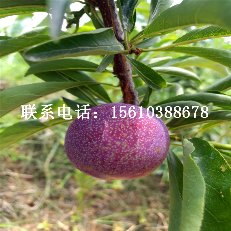 查理德西梅李子苗價(jià)格多少、查理德西梅李子苗基地