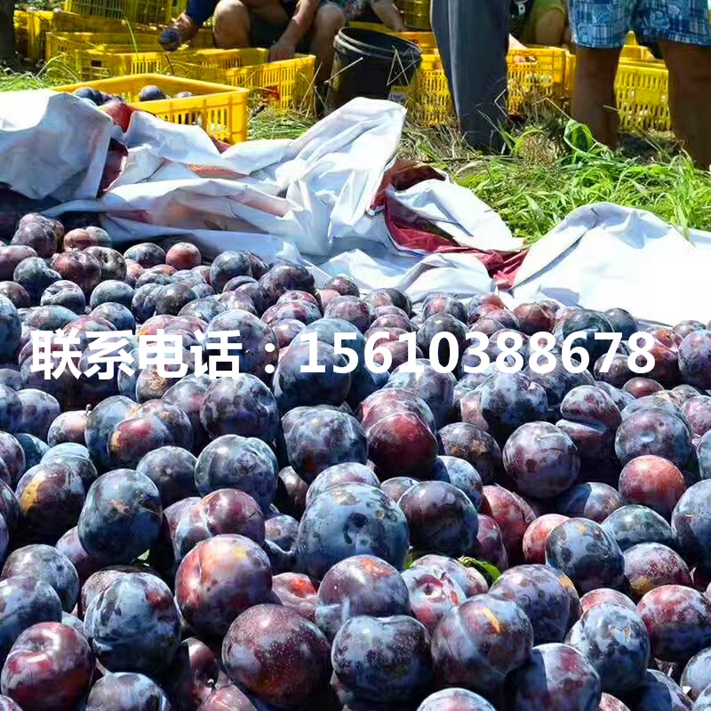 2019年半邊紅李子苗多少錢一棵、半邊紅李子苗價(jià)格
