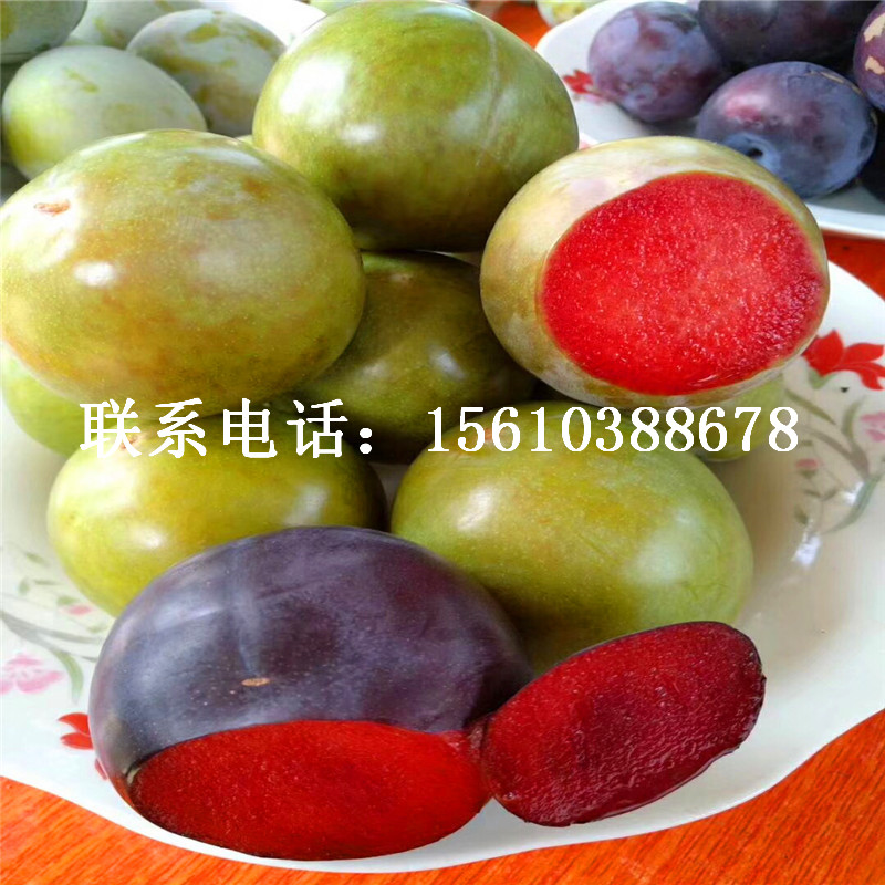 大紅袍李子苗行情