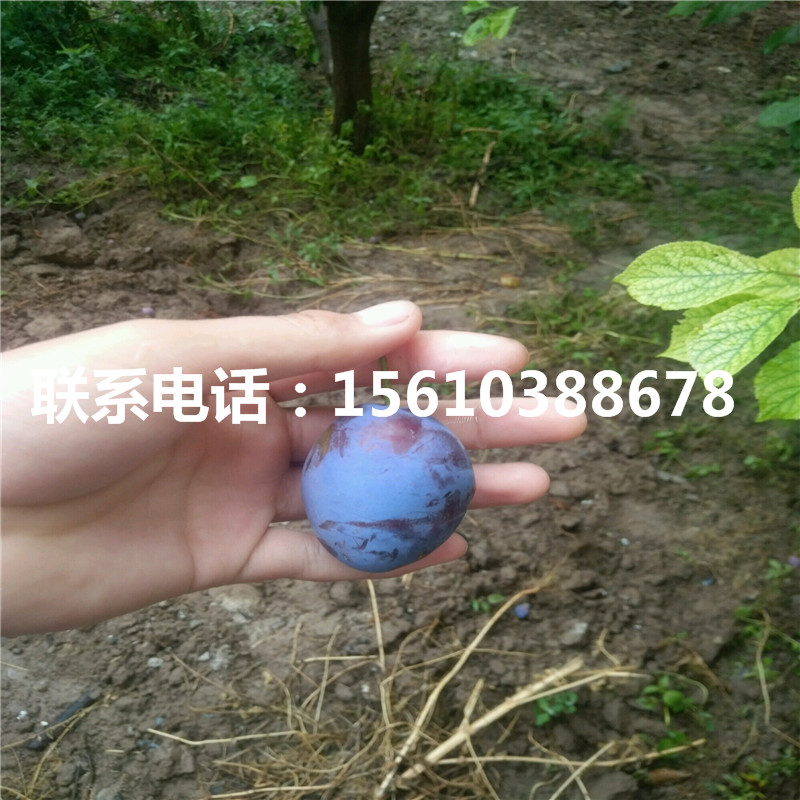 嫁接李子苗品種介紹
